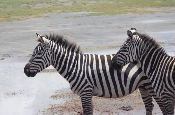 Zebra Serengeti Tanzania